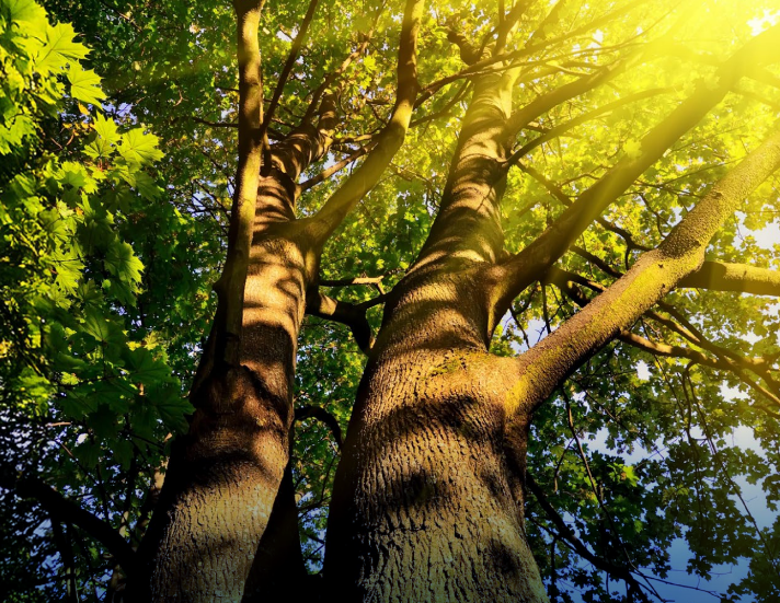 Thought Leadership – CCS Policy, Legal and Regulatory Review