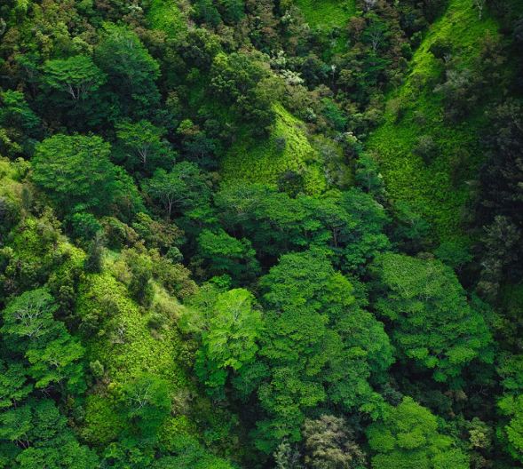 Briefing: Road to COP30: CCS Developments in International Climate Change Policy